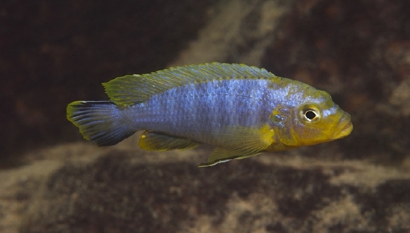 Maylandia sp. 'lime nkhomo' Mbenji Island
